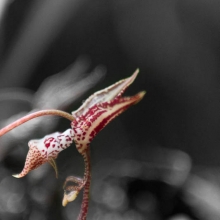 Orchidée Gongora