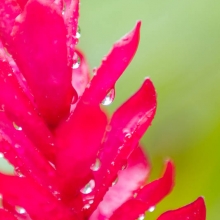 Alpinia Rose