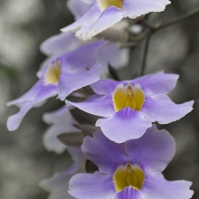 OrchidÃ©e bleue